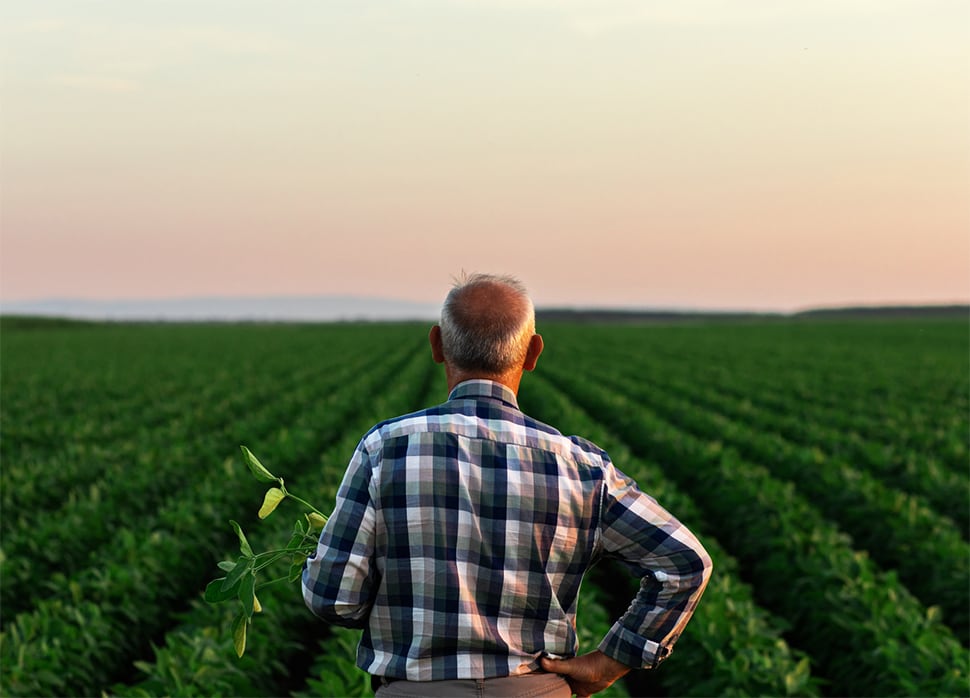 Farmer holds a plant while looking over a field